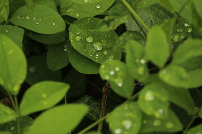 Close-up of water drops on leaves