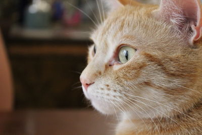 Close-up of cat