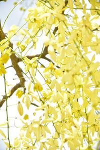 Close-up of yellow flowering plant