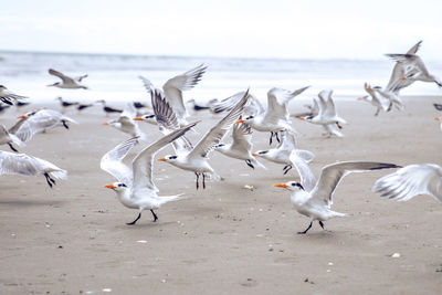 Birds by the sea against sky