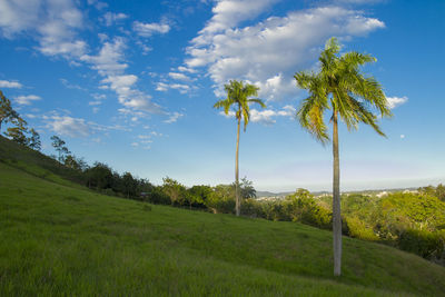 Trees on field against sky