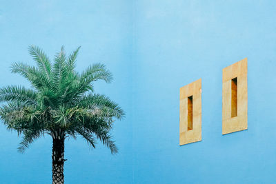 Low angle view of a palm tree against blue courtyard wall