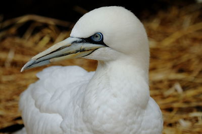 Close-up of white bird