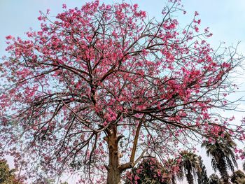 Low angle view of cherry blossoms against sky