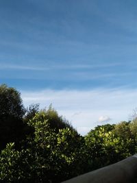 Trees against blue sky