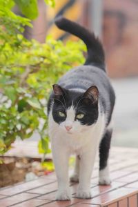 Close-up of cat looking away