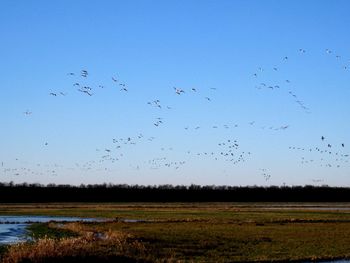 Flock of birds flying in the sky