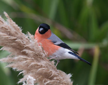 Close-up of bird perching on leaf