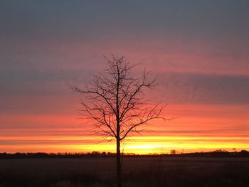 Silhouette tree against dramatic sky during sunset