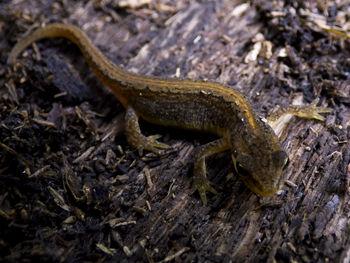 Close-up of lizard