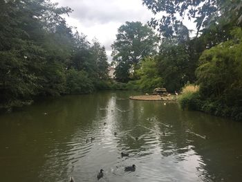 View of ducks swimming in lake