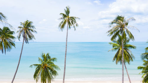 Palm trees on beach against sky