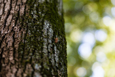 Close-up of tree trunk