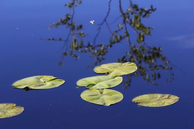 Close-up of green leaf floating on water