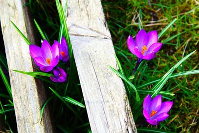 Close-up of pink flowers