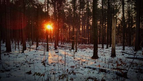 Scenic view of forest at sunset