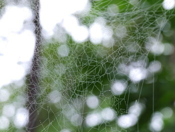 Close-up of spider web