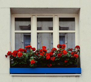 Flower pots on window