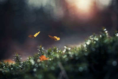 Butterflies flying over wet grassy field