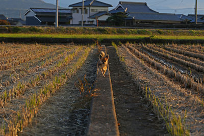 View of dog on dirt road