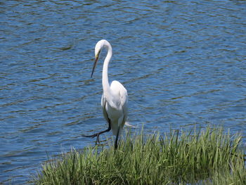 White swan in lake