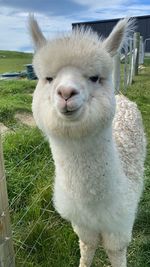 Alpaca overload