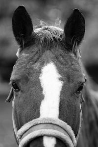 Close-up of a horse