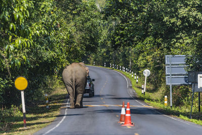 Road amidst trees