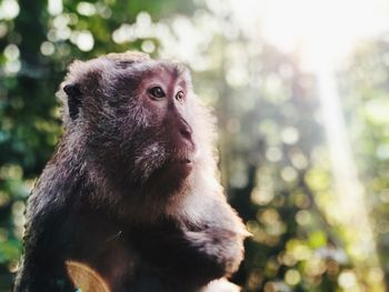 Close-up of monkey looking away in forest