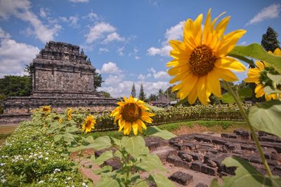 View of yellow flowering plants against cloudy sky