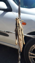 Close-up of insect on car