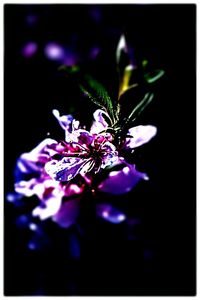 Close-up of pink flowers