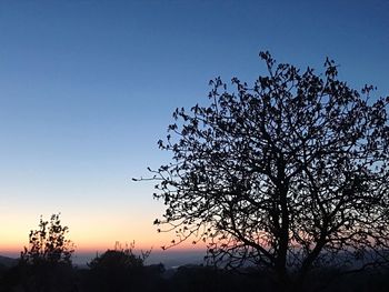 Silhouette tree against clear sky