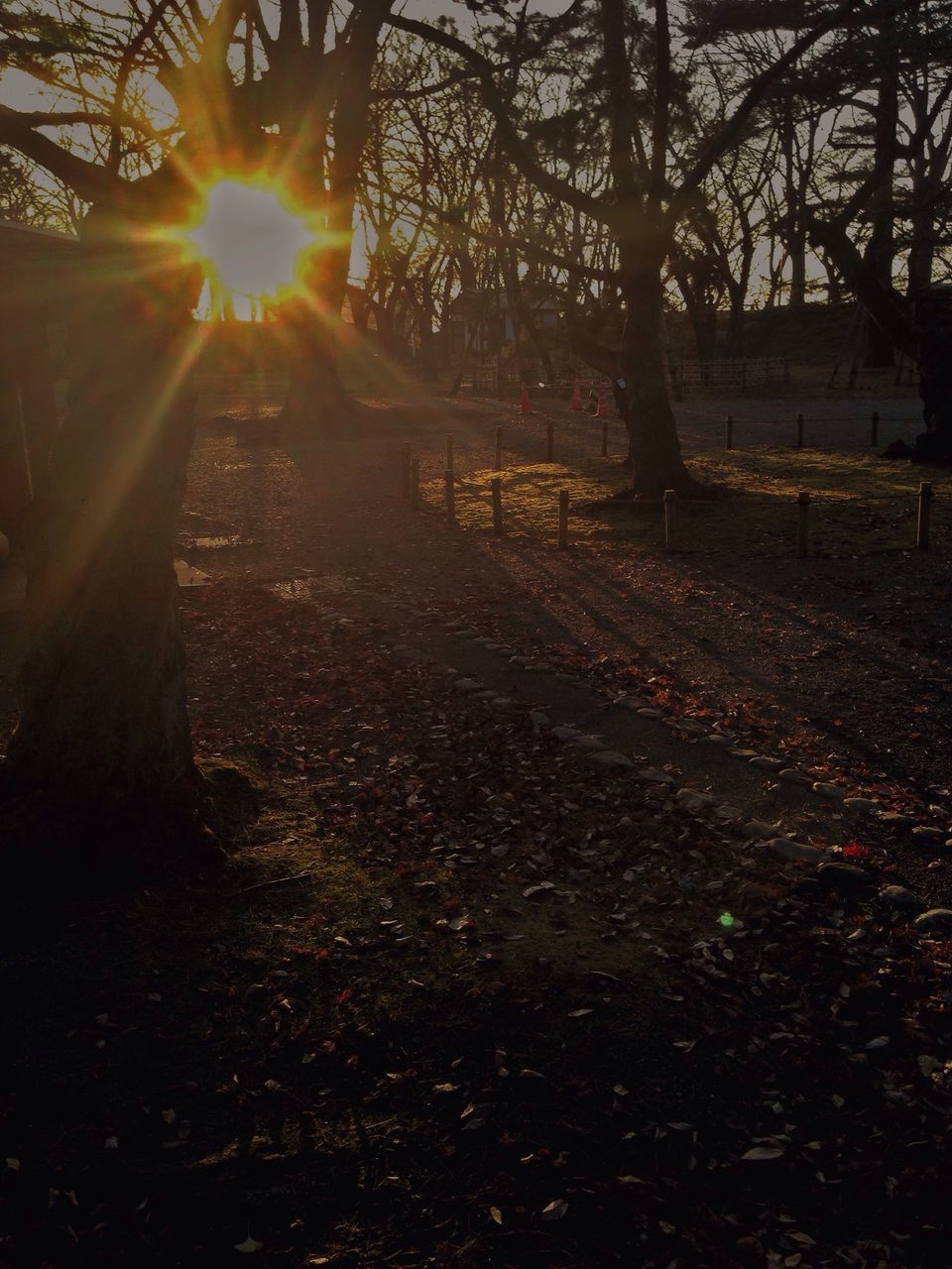 sunbeam, sunlight, tree, nature, beauty in nature, lens flare, sun, tranquility, no people, outdoors, sunset, branch, close-up, day