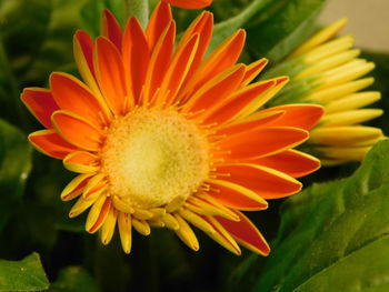 Close-up of orange flower