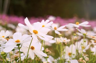 Close-up of white flowering plant on field