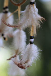 Close-up of white feather on plant