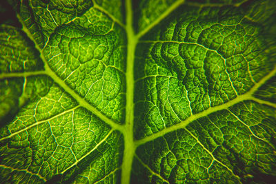 Full frame shot of green leaves