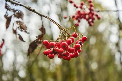 Close-up of red berries growing on tree