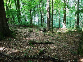 Trees growing in forest