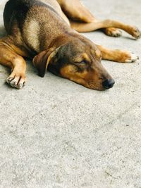 High angle view of dog sleeping on floor