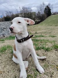 Dog looking away on field