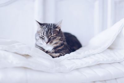 Close-up of a gray cat sleeping on white bed