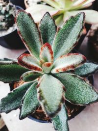 Close-up of succulent plant