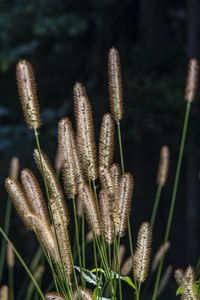 Close-up of flowering plants on field