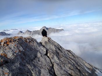 Black bird on mountain peak