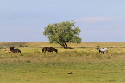 Horses grazing in a grasslands of vestamager nature area, copenhagen.