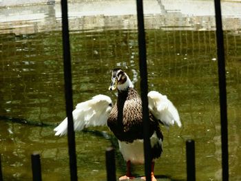 Close-up of birds perching on lake