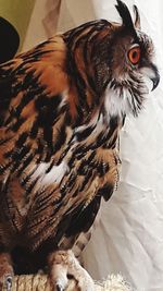 Close-up of eagle