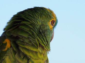 Close-up of parrot against clear blue sky